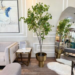 Planta Ginkgo Biloba Verde