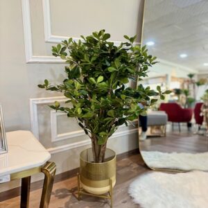 Planta Normandy pequeña