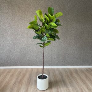 Ficus Lirata Elegance con Base Blanca