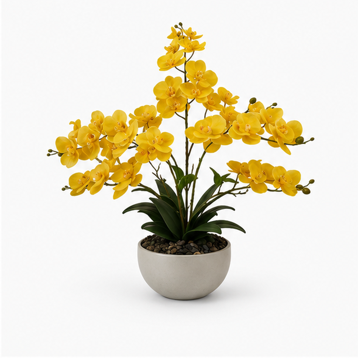 Orquídea Golden Bloom - Imagen 3