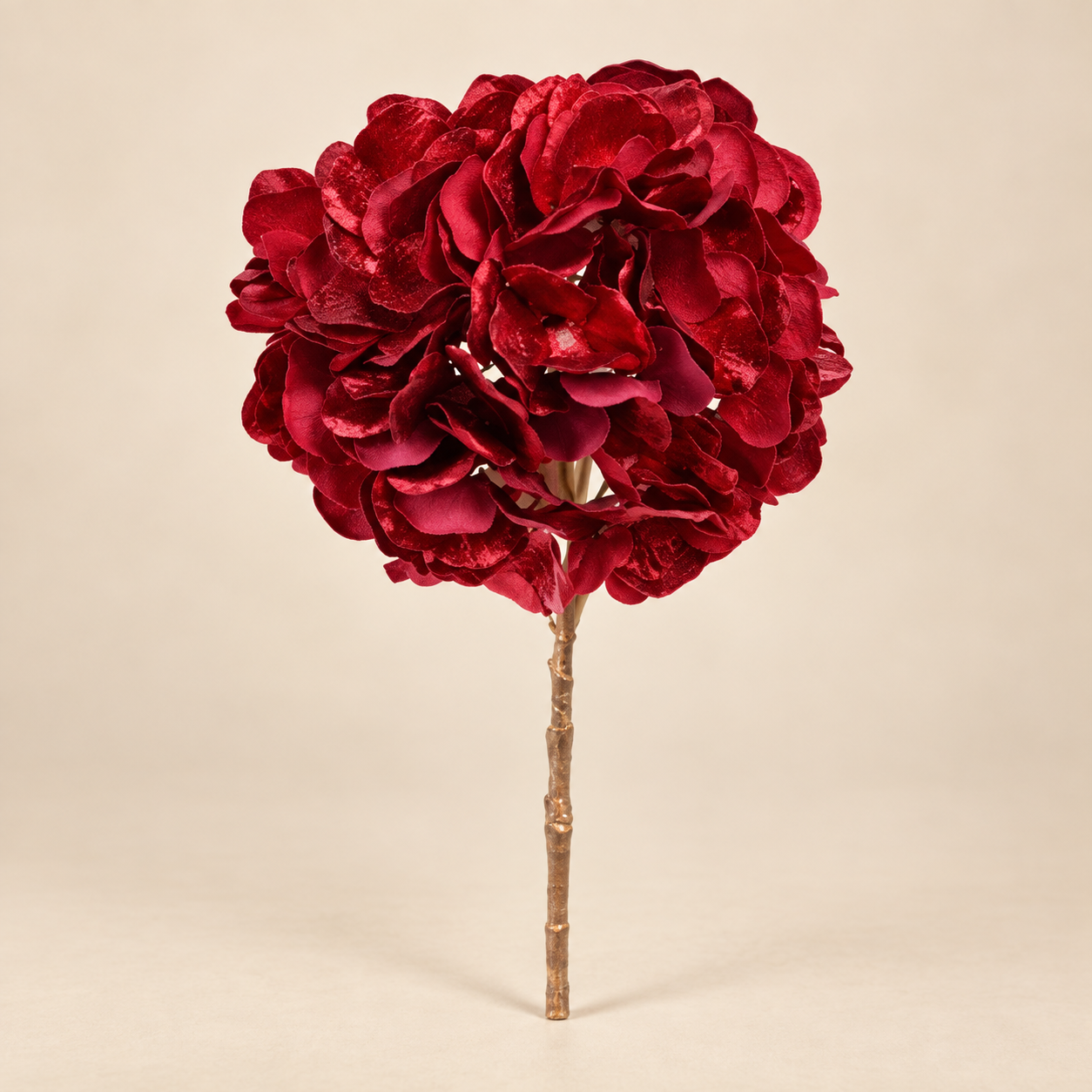 Hortensia Ruby Bloom sobre fondo beige