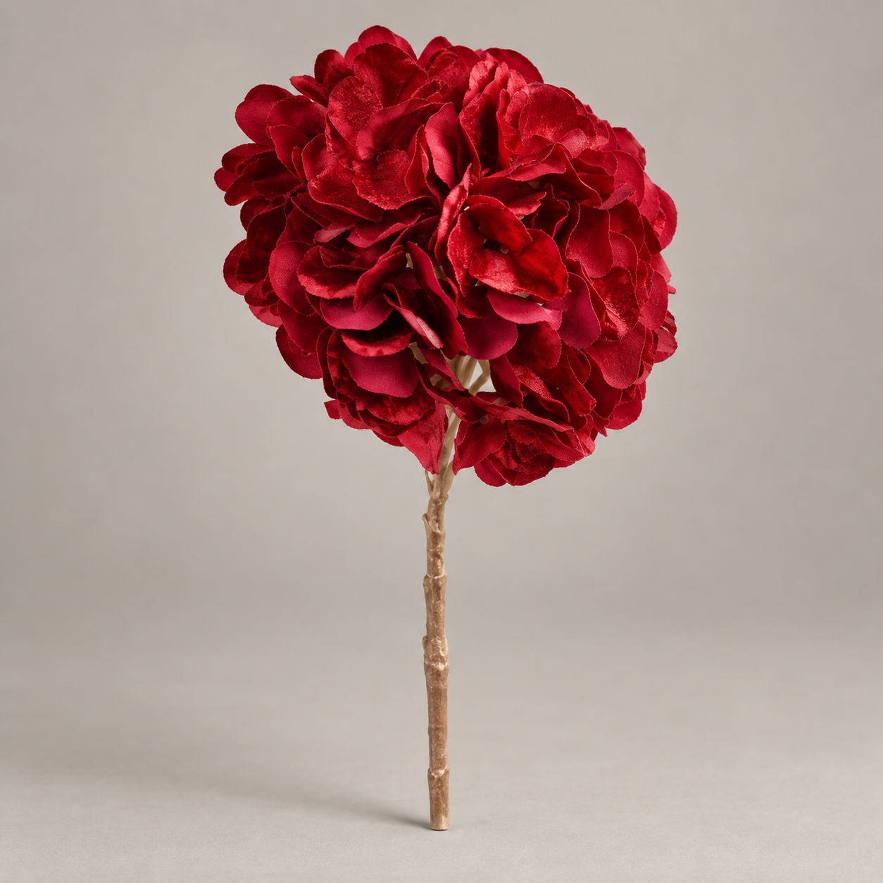 Hortensia roja Ruby Bloom en ángulo lateral sobre fondo gris