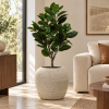Vase Ventru con planta en sala