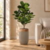 Vase Argile con ficus de la colección