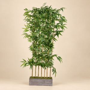 Planta bambú — Bosquet Bambou sobre fondo beige