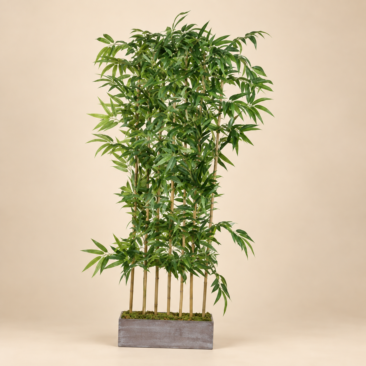 Planta bambú — Bosquet Bambou sobre fondo beige
