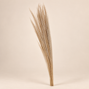 Pampas — Plume Sauvage sobre fondo beige