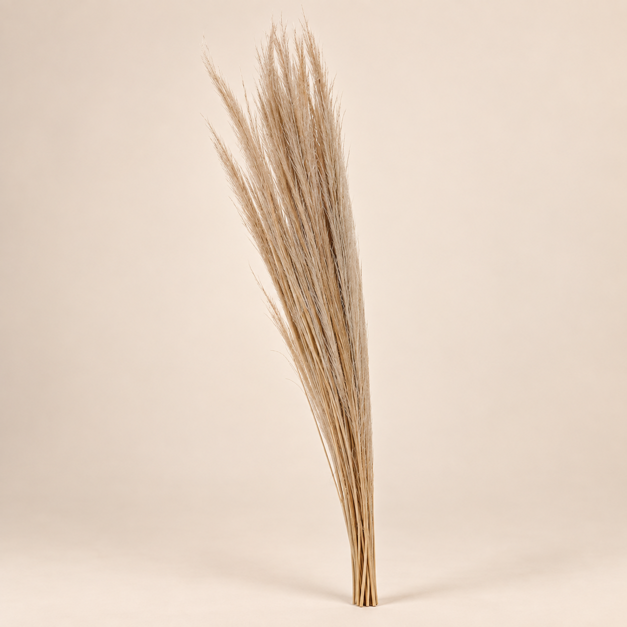 Pampas — Plume Sauvage sobre fondo beige