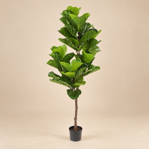 Ficus lirata — Ficus Ramifié sobre fondo beige