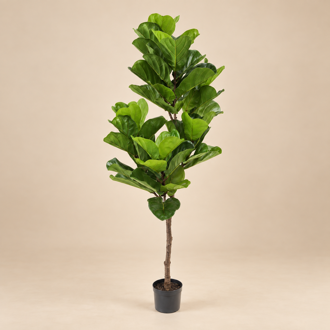 Ficus lirata — Ficus Ramifié sobre fondo beige
