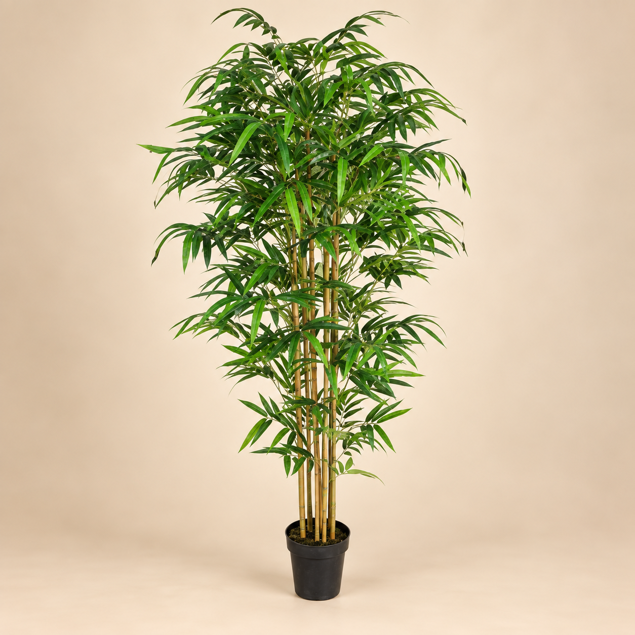 Planta bambú — Bambou Zen sobre fondo beige