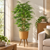 Planta bambú — Bambou Zen en ambientación hiperrealista