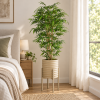 Planta bambú — Bambou Zen en segunda ambientación