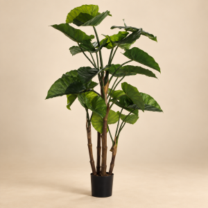 Planta alocasia — Feuillage Émeraude sobre fondo beige