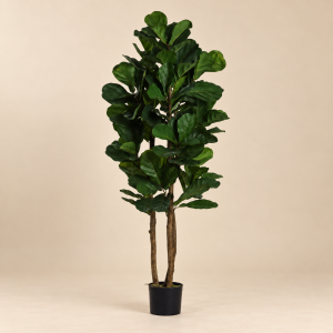 Ficus lirata — Ficus Élancé sobre fondo beige