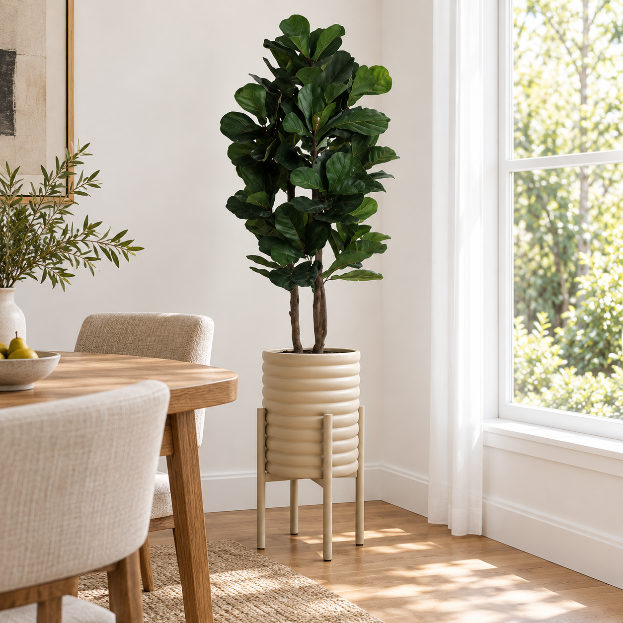 Ficus lirata — Ficus Élancé en segunda ambientación