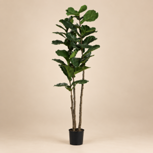Ficus lirata — Ficus Opulent sobre fondo beige