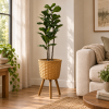 Ficus lirata — Ficus Opulent en ambientación hiperrealista