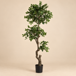 Planta pompón — Arbuste Sculpté sobre fondo beige