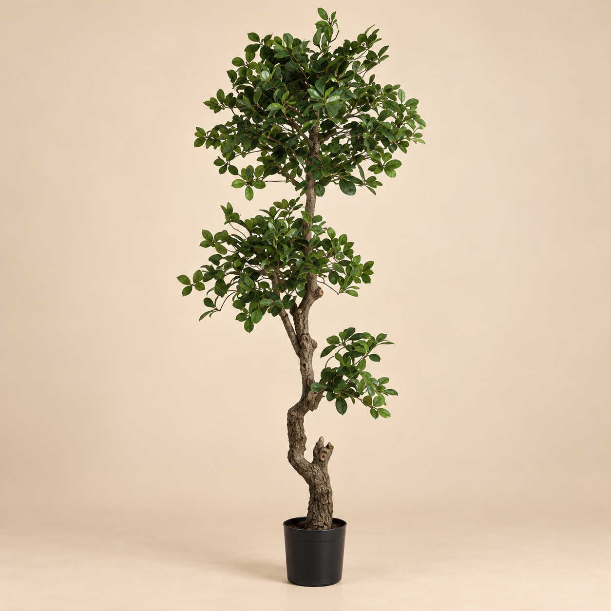 Planta pompón — Arbuste Sculpté sobre fondo beige
