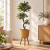Planta pompón — Arbuste Sculpté en ambientación hiperrealista