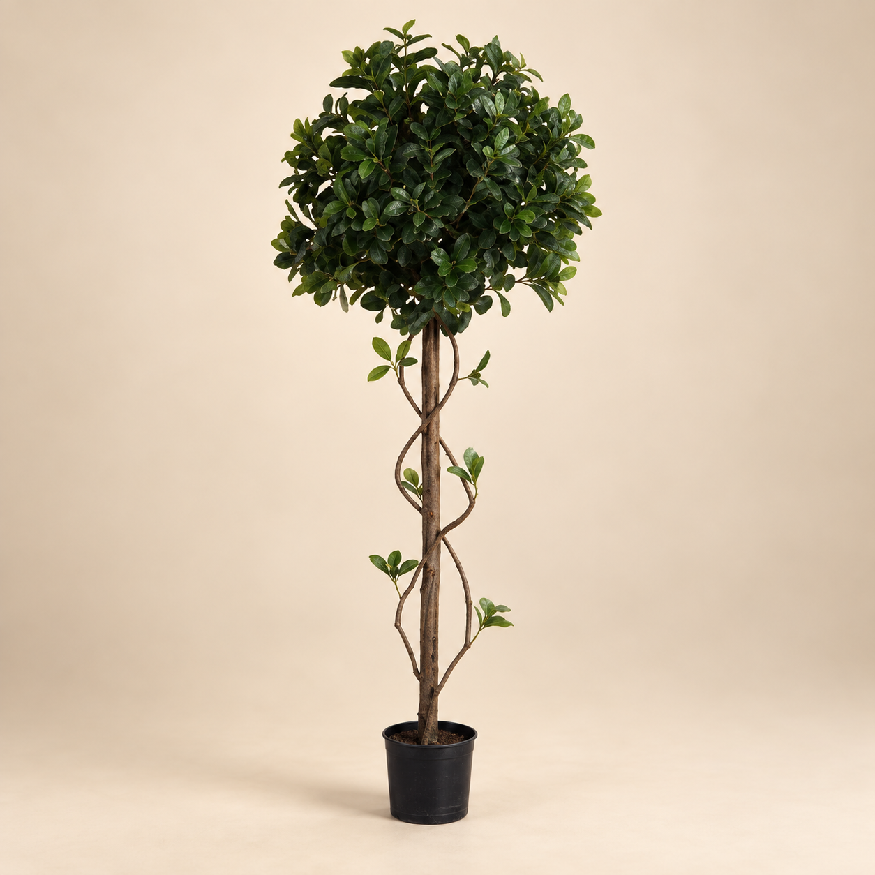 Planta topiario — Topiaire Sphère sobre fondo beige