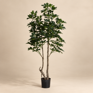 Planta topiario frondosa — Topiaire Feuillu sobre fondo beige