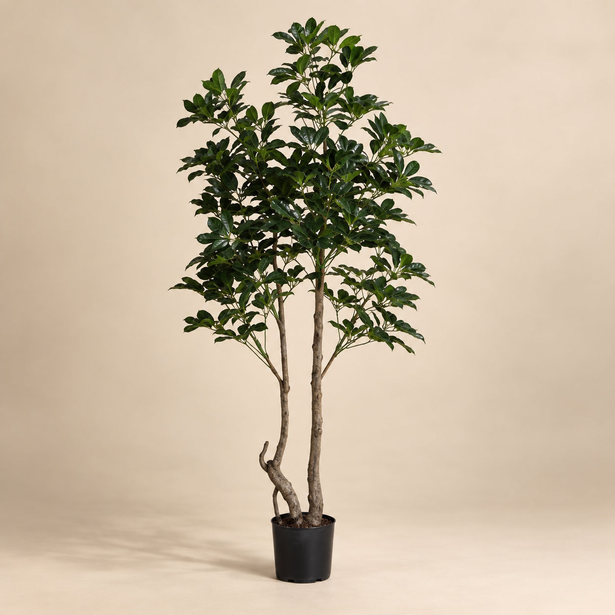 Planta topiario frondosa — Topiaire Feuillu sobre fondo beige