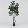 Planta topiario frondosa — Topiaire Feuillu en vista alternativa sobre fondo gris