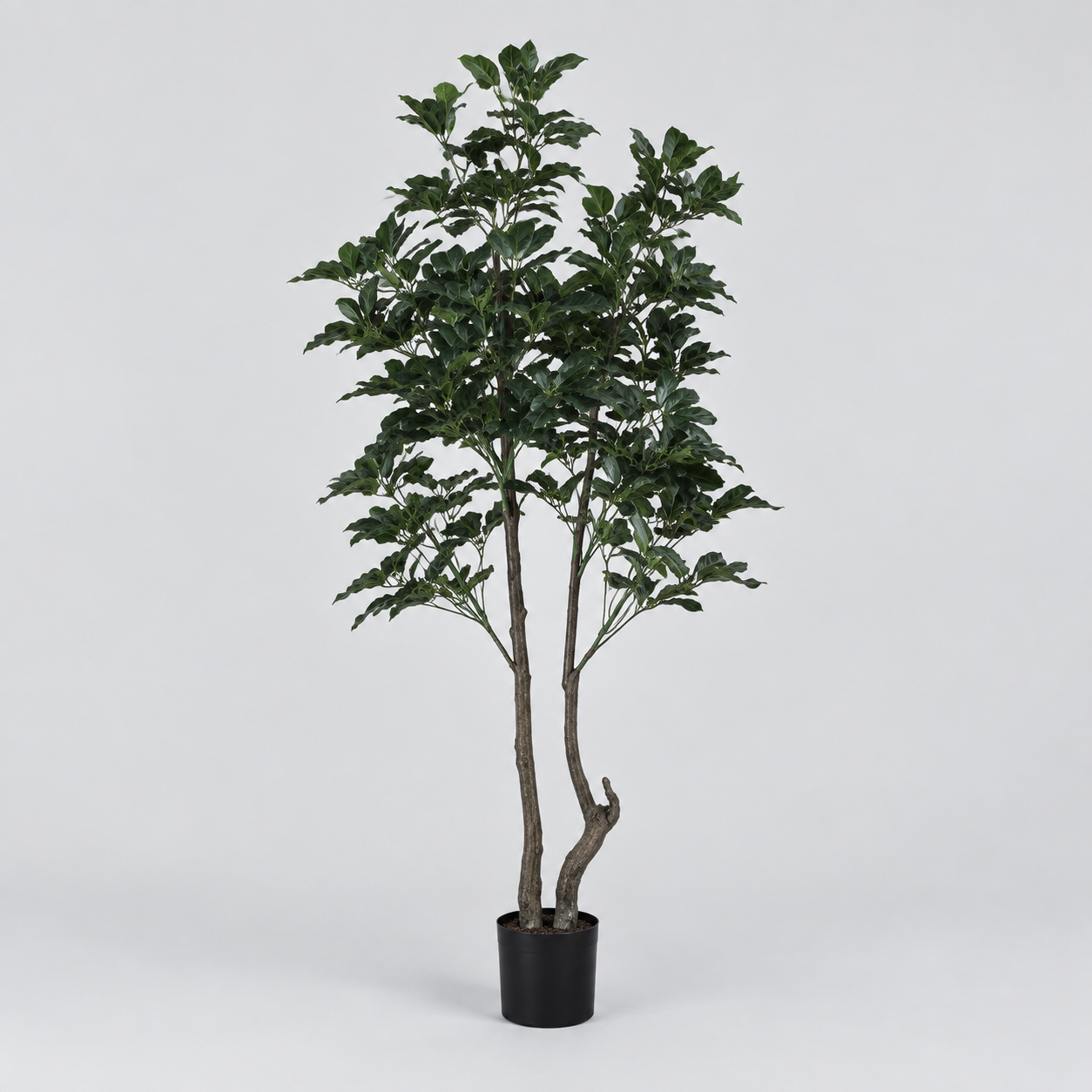 Planta topiario frondosa — Topiaire Feuillu en vista alternativa sobre fondo gris