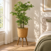 Planta pompón — Feuillage Léger en segunda ambientación