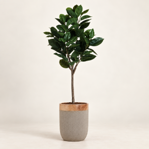 Roble — Frondaison Automnale sobre fondo beige