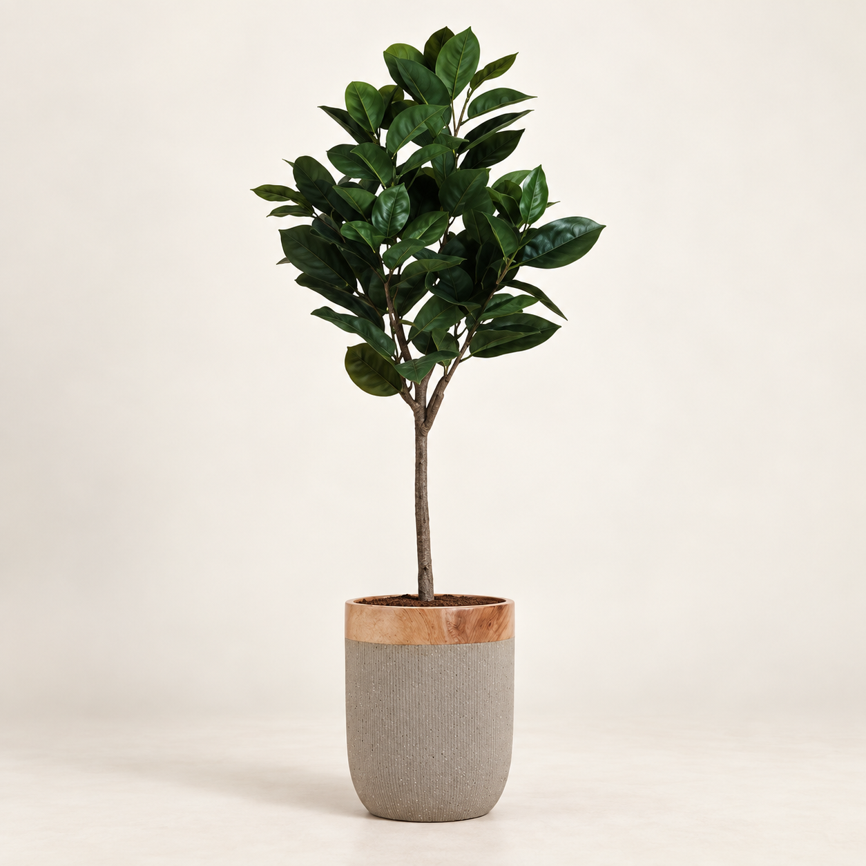 Roble — Frondaison Automnale sobre fondo beige