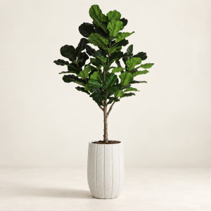 Ficus lirata — Ficus Majestueux sobre fondo beige