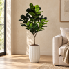 Ficus lirata — Ficus Majestueux en sala contemporánea