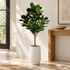 Ficus lirata — Ficus Majestueux en recibidor