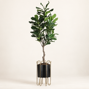 Ficus lirata — Ficus Gracile sobre fondo beige