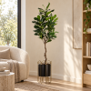 Ficus lirata — Ficus Gracile en rincón de lectura