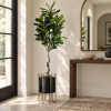 Ficus lirata — Ficus Gracile en recibidor