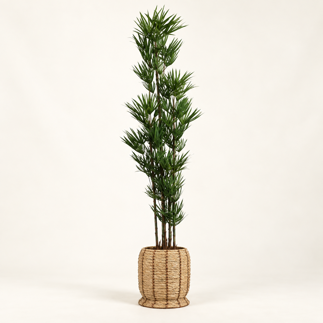 Lady palm — Palmier Éventail sobre fondo beige