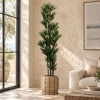 Lady palm — Palmier Éventail en sala luminosa