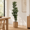 Lady palm — Palmier Éventail en comedor