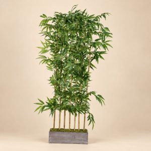 Planta bambú — Bosquet Bambou sobre fondo beige