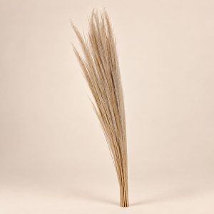 Pampas — Plume Sauvage sobre fondo beige