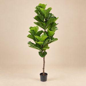 Ficus lirata — Ficus Ramifié sobre fondo beige