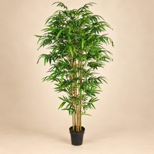 Planta bambú — Bambou Zen sobre fondo beige
