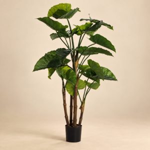 Planta alocasia — Feuillage Émeraude sobre fondo beige
