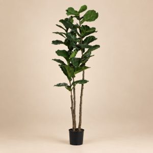 Ficus lirata — Ficus Opulent sobre fondo beige