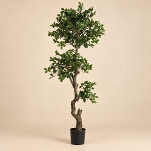Planta pompón — Arbuste Sculpté sobre fondo beige