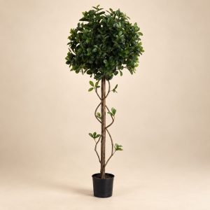 Planta topiario — Topiaire Sphère sobre fondo beige